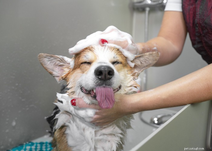 Pembroke Welsh Corgi: Complete Breed Profile & Care Guide