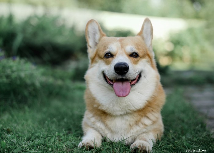Pembroke Welsh Corgi: Complete Breed Profile & Care Guide