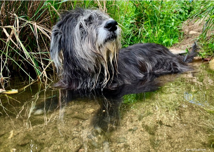 Explore the Irish Wolfhound: History, Traits, and Care
