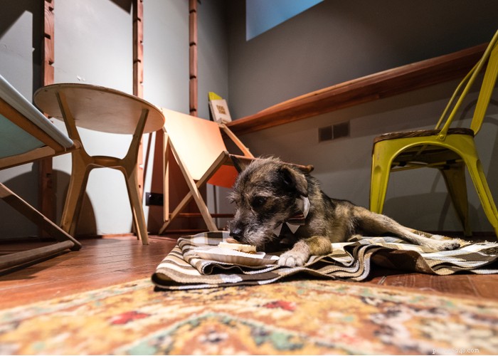 Explore the Irish Wolfhound: History, Traits, and Care