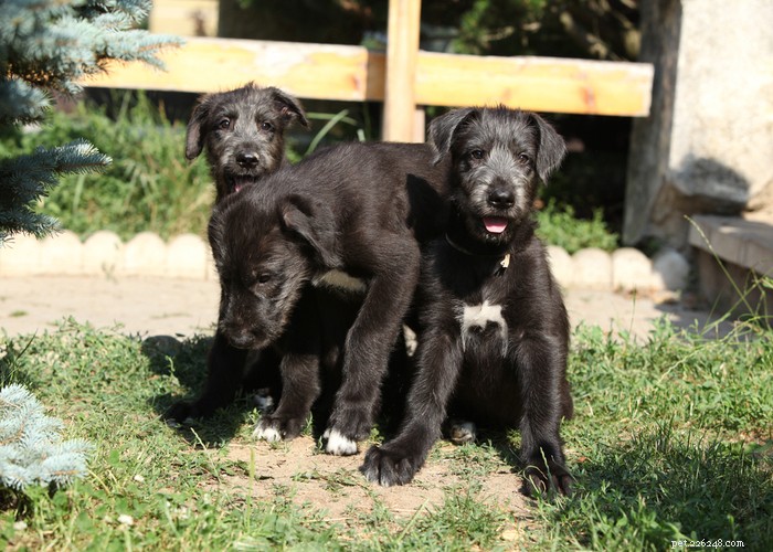 Explore the Irish Wolfhound: History, Traits, and Care
