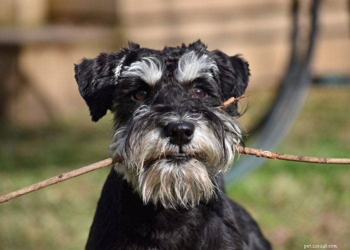 Miniature Schnauzer: Comprehensive Breed Profile