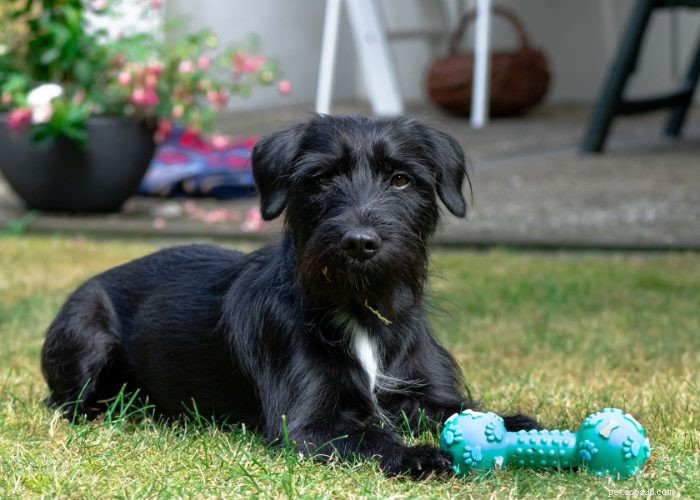 Miniature Schnauzer: Comprehensive Breed Profile