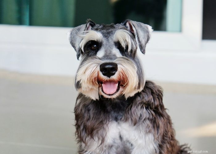 Miniature Schnauzer: Comprehensive Breed Profile