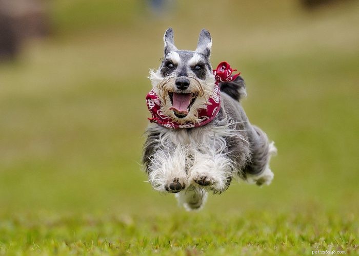 Miniature Schnauzer: Comprehensive Breed Profile