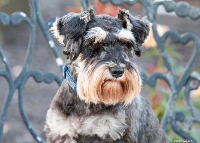 Miniature Schnauzer: Comprehensive Breed Profile