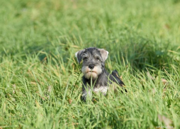Miniature Schnauzer: Comprehensive Breed Profile