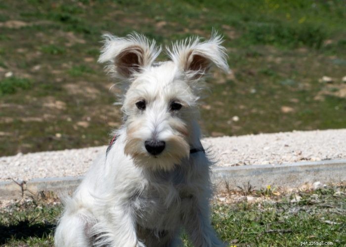 Miniature Schnauzer: Comprehensive Breed Profile