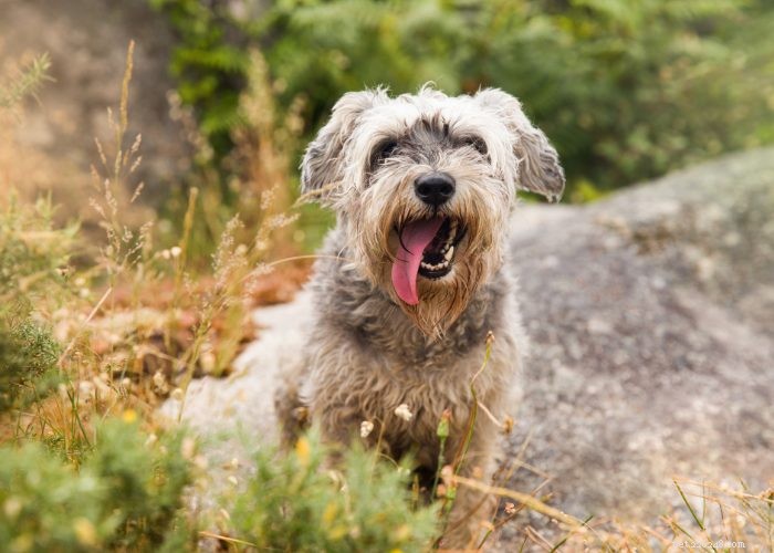 Miniature Schnauzer: Comprehensive Breed Profile