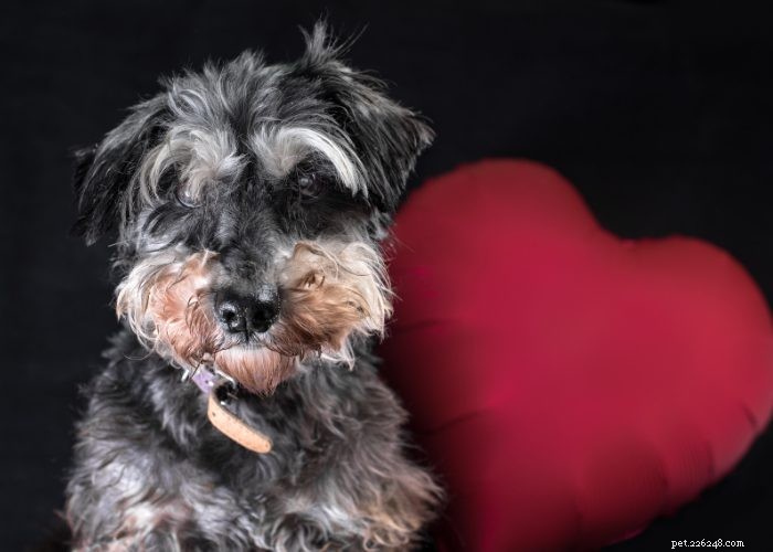 Miniature Schnauzer: Comprehensive Breed Profile