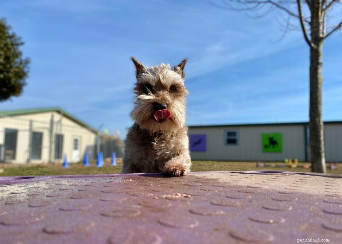 Miniature Schnauzer: Comprehensive Breed Profile