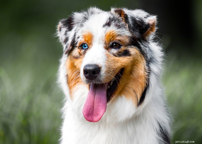 Australian Shepherd Dog: Breed Profile, Care & Myths Debunked