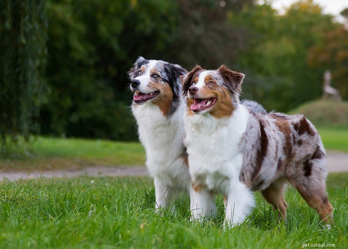 Australian Shepherd Dog: Breed Profile, Care & Myths Debunked