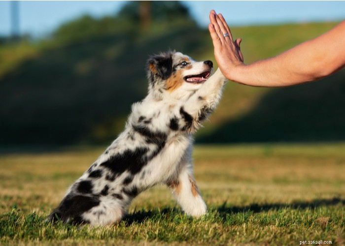 Australian Shepherd Dog: Breed Profile, Care & Myths Debunked