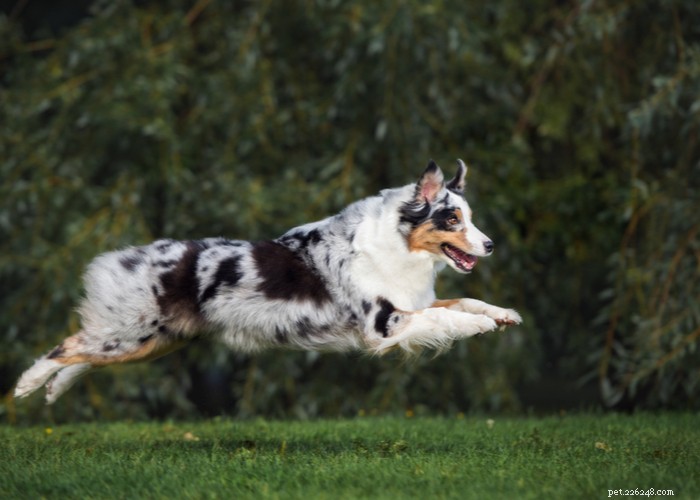 Australian Shepherd Dog: Breed Profile, Care & Myths Debunked