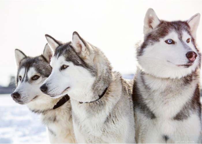 Siberian Husky: Energetic, Loyal Companion for Active Families