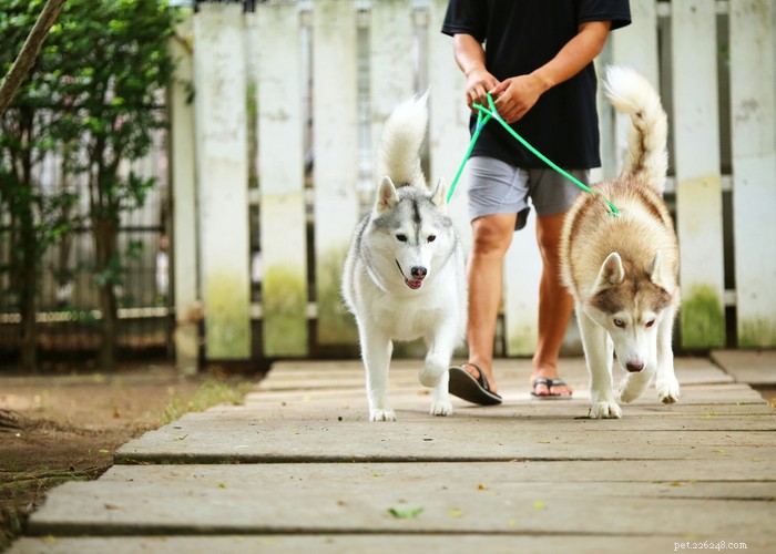 Siberian Husky: Energetic, Loyal Companion for Active Families