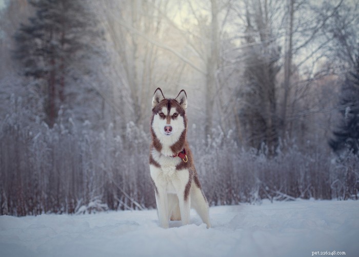 Siberian Husky: Energetic, Loyal Companion for Active Families