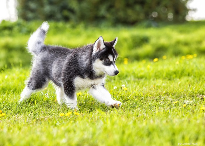 Siberian Husky: Energetic, Loyal Companion for Active Families