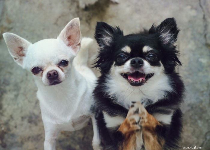 Chihuahua Dog Breed Guide: Size, Personality & Care