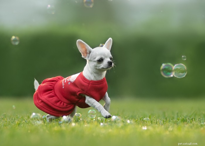 Chihuahua Dog Breed Guide: Size, Personality & Care