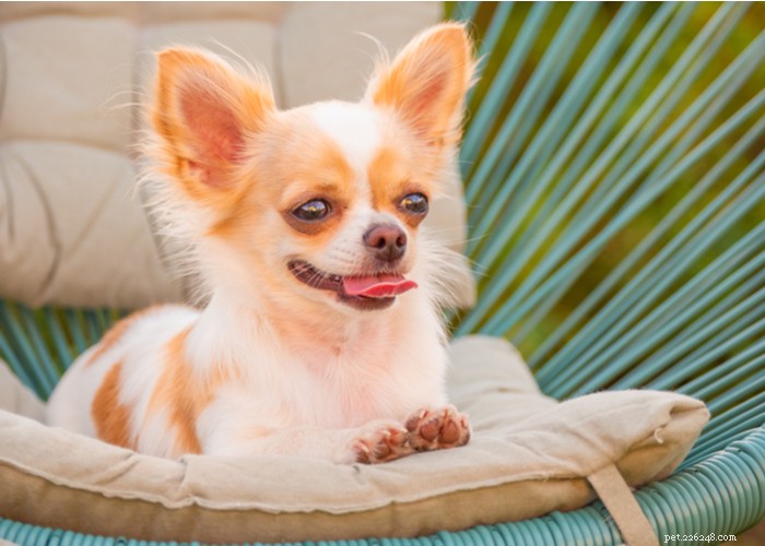 Chihuahua Dog Breed Guide: Size, Personality & Care