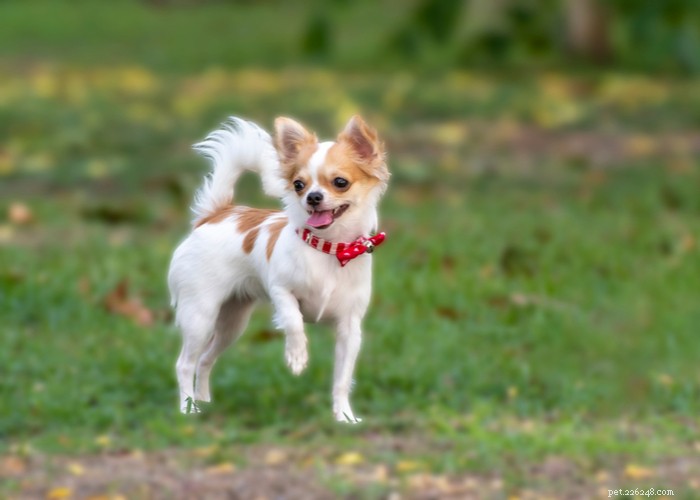 Chihuahua Dog Breed Guide: Size, Personality & Care
