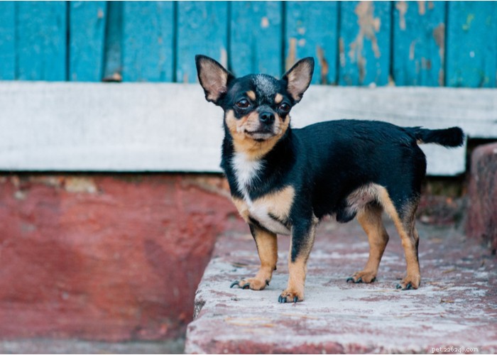 Chihuahua Dog Breed Guide: Size, Personality & Care