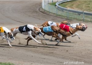 Greyhound Dog Profile: Speed, Temperament & Family Fit