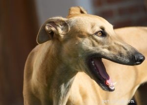 Greyhound Dog Profile: Speed, Temperament & Family Fit