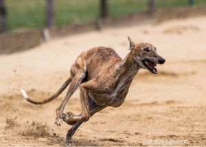 Greyhound Dog Profile: Speed, Temperament & Family Fit