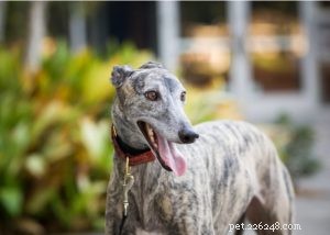 Greyhound Dog Profile: Speed, Temperament & Family Fit