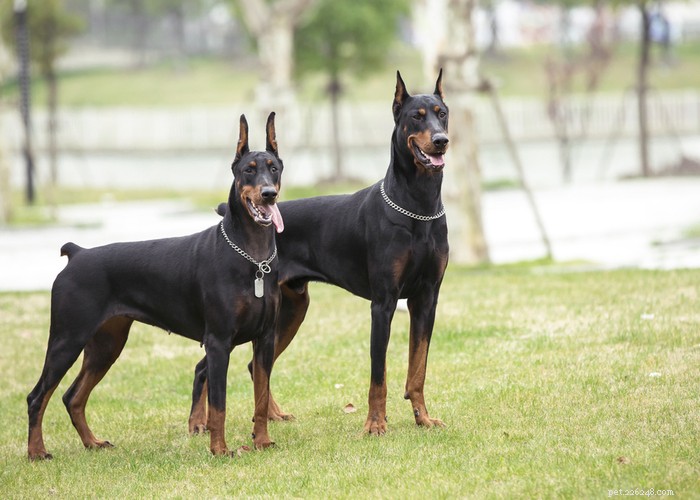Doberman Pinscher: Unveiling the Truth About This Loyal & Powerful Breed