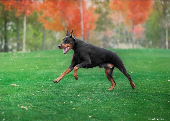 Doberman Pinscher: Unveiling the Truth About This Loyal & Powerful Breed