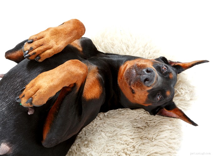 Doberman Pinscher: Unveiling the Truth About This Loyal & Powerful Breed