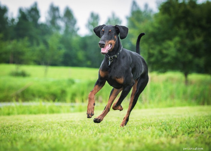 Doberman Pinscher: Unveiling the Truth About This Loyal & Powerful Breed