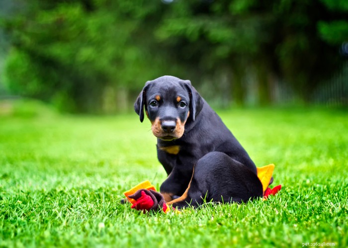 Doberman Pinscher: Unveiling the Truth About This Loyal & Powerful Breed