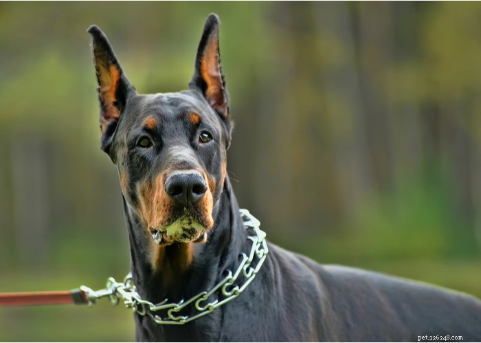 Doberman Pinscher: Unveiling the Truth About This Loyal & Powerful Breed