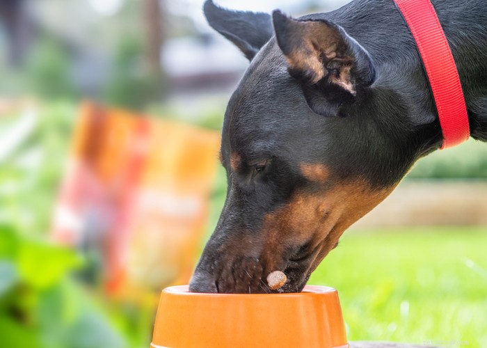 Doberman Pinscher: Unveiling the Truth About This Loyal & Powerful Breed