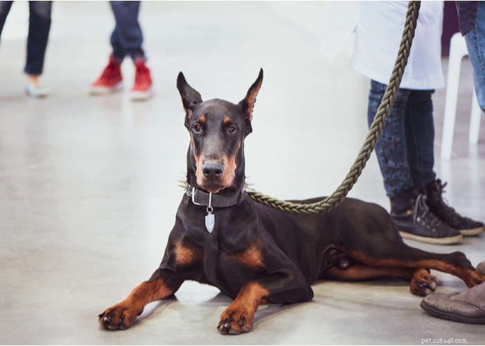 Doberman Pinscher: Unveiling the Truth About This Loyal & Powerful Breed