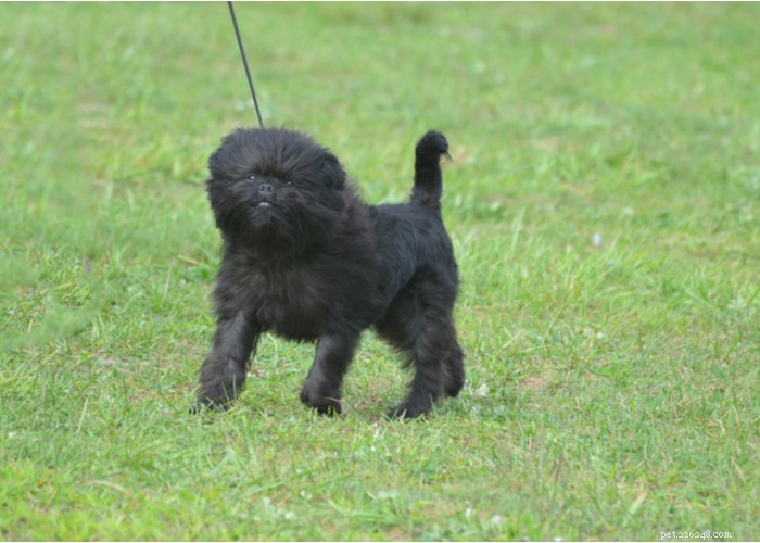 Affenpinscher: A Compact, Loyal Terrier Perfect for Families