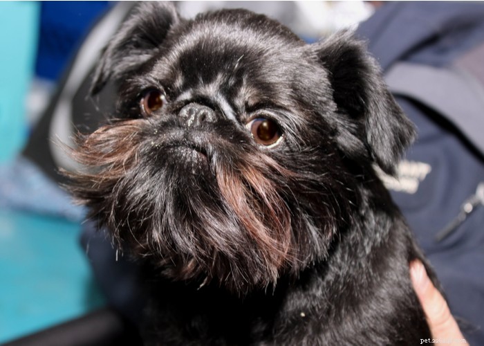 Affenpinscher: A Compact, Loyal Terrier Perfect for Families
