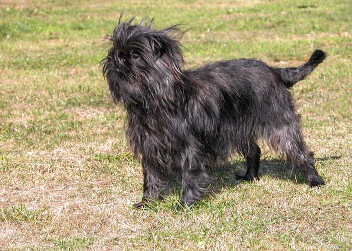 Affenpinscher: A Compact, Loyal Terrier Perfect for Families