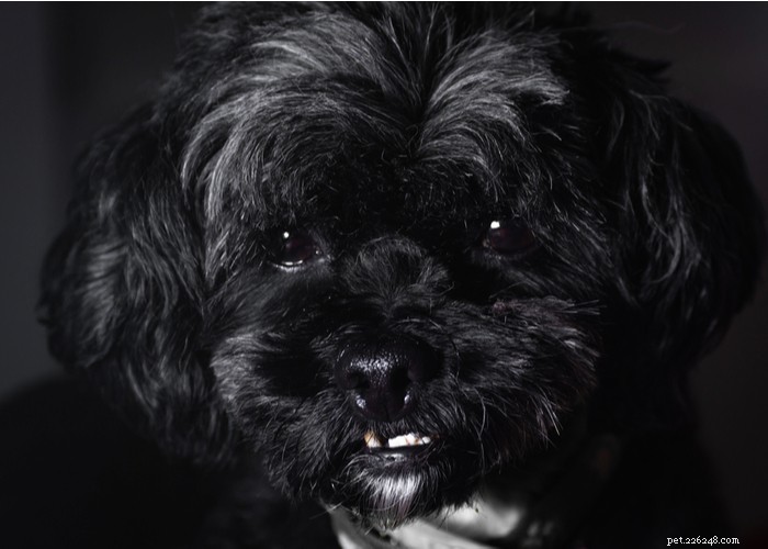 Affenpinscher: A Compact, Loyal Terrier Perfect for Families