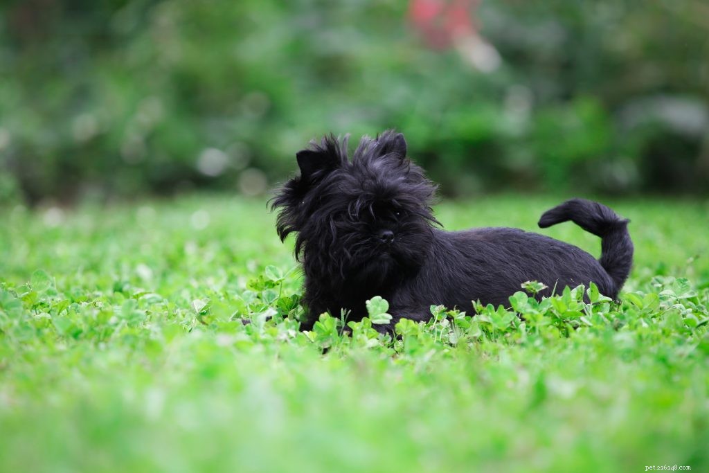Affenpinscher: A Compact, Loyal Terrier Perfect for Families