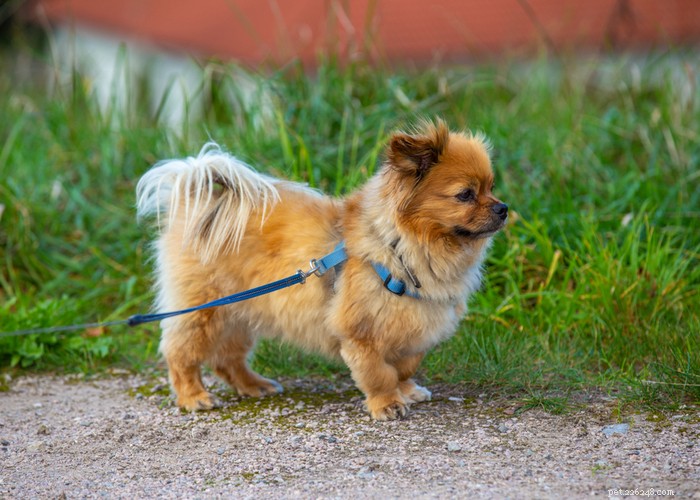 Affenpinscher: A Compact, Loyal Terrier Perfect for Families