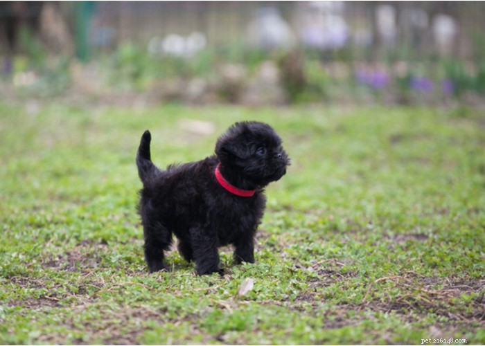 Affenpinscher: A Compact, Loyal Terrier Perfect for Families