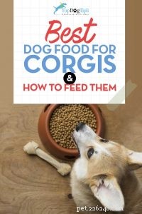 Choosing the Best Dog Food for Corgis: Nutrition Tips & Top Brands