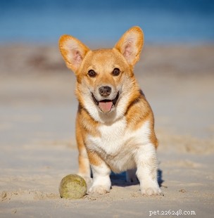 Choosing the Best Dog Food for Corgis: Nutrition Tips & Top Brands