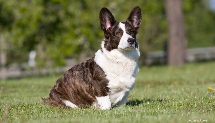 Choosing the Best Dog Food for Corgis: Nutrition Tips & Top Brands